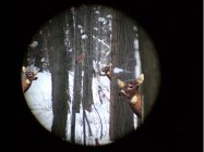 Deer.jpg