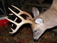 2008_111908deer0010.JPG