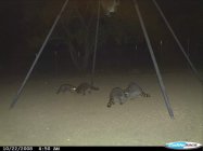 raccoon.JPG