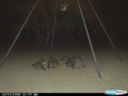 raccoon_2.JPG