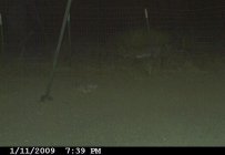 bobcat2.jpg