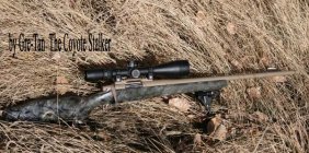 Coyote Stalker 2.jpg