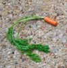 carrot.jpg