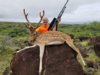 Lanai axis deer 2018.jpg