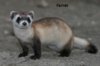 ferret.jpg