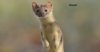 14weasels-web-facebookJumbo.jpg