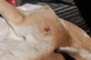entrance wound BIB 95 FB closeup.JPG