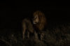 Lion-in-the-Night.jpg