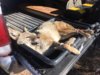 coyote kill 56 in the back of the truck.JPG coyote kill 56 in the back of the truck.JPG