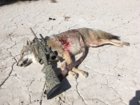 coyote kill 44 with Atlas Tactical 22BR.JPG