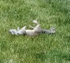 upload_2018-7-1_14-50-4.jpeg