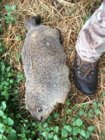 12 lb.'er.JPG