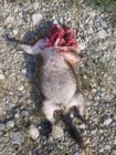 Whistle pig.jpg