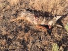 coyote kill 68.JPG