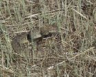 Prairie Rattlesnake.jpg