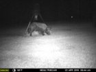 pig 04-22-18.jpg