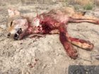 coyote kill 69.JPG