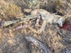 coyote kill 70.JPG