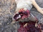 coyote kill 70 closeup.JPG