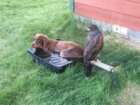 Theo chillin' in Blitzen's bath pan.JPG