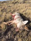 coyote kill 71.JPG