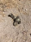 coyote turd.JPG