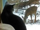 Steve and deer.JPG