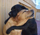 Dogs hugging.png