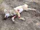 coyote kill 72.JPG
