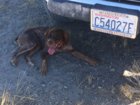 Theo in the shade at the Tacoma.JPG