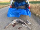 mule deer brace Tacoma.JPG