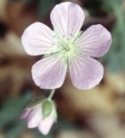 flower_5.jpg