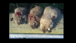 ghogs7-25.jpg