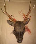 Sika royal.jpg