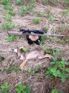 coyote1 photo.jpg