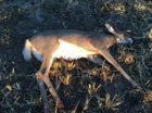 PM Deer.jpg