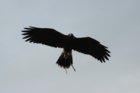 HHsoaring3.JPG