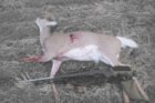White tail doe 629 yards 6.5-06 120 gr NBT 10-30-2015.jpg