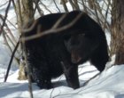 Big Bear 4.JPG