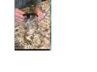 joypod pivoting feet.jpg