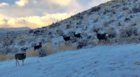 mulies_1.jpg