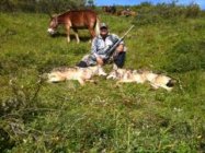 Female Wolf photo.JPG