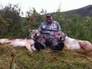 Male Wolf photo.JPG