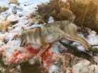 coyote kill 73.jpg