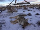 coyote kill 74 with 22BR.JPG