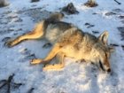 coyote kill 74.JPG