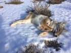 coyote kill 75.JPG