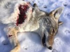 coyote kill 75 entrance wound.JPG