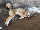 coyote kill 76.JPG