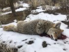 coyote kill 77.JPG